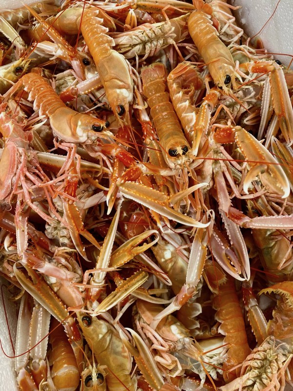 Langoustines Vivantes, crues, congelées ou cuites