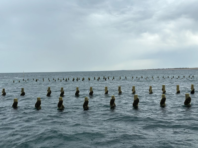 Moules de Bouchot PAC et TRAD Normandes LONGUET