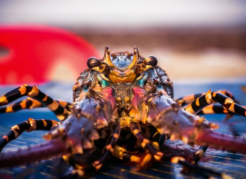 Homards Européens, Bretons