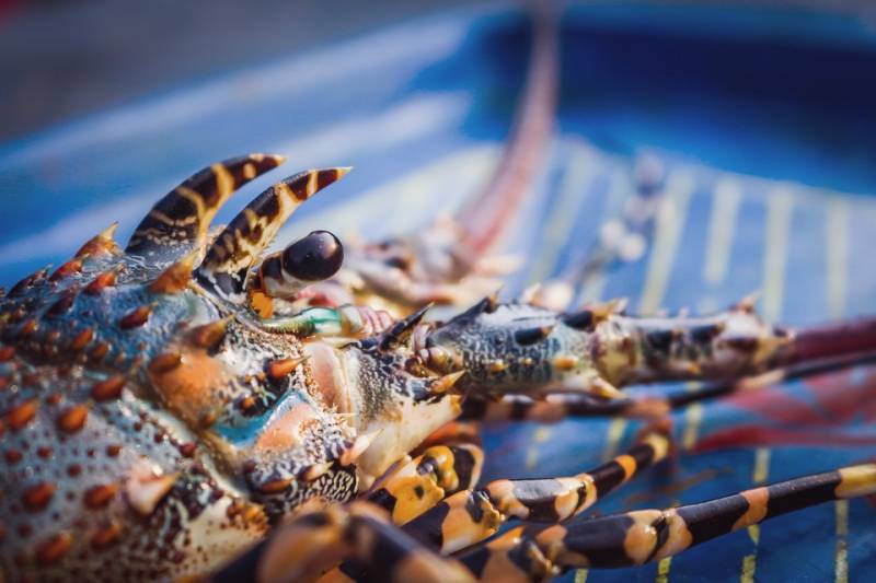 Homards Européens, Bretons