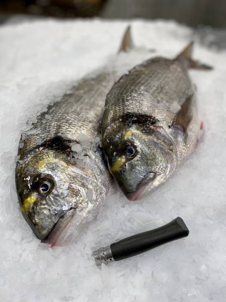 Daurade Sauvage Royale