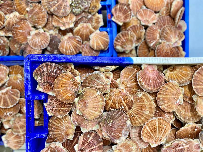 Noix de saint jacques Normandes fraiches décortiquées