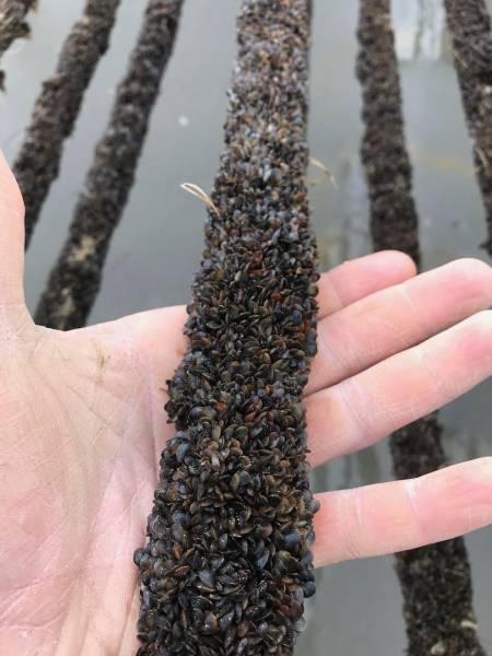 Moules de Bouchot du Crotoy