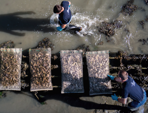 Huitre Very spéciale Tatihou pour GMS, poissonneries, collectivités, et restaurants en Normandie