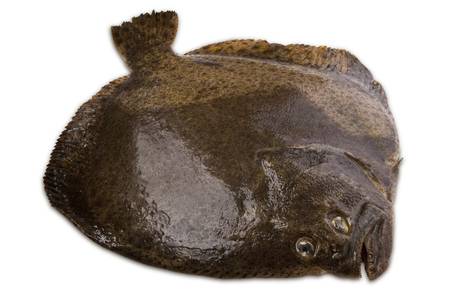 Turbot Sauvage