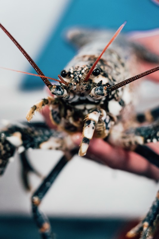 Homards Européens, Bretons