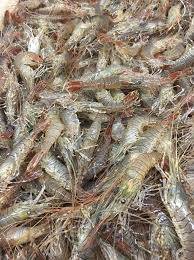 Bouquets vivants ou cuits