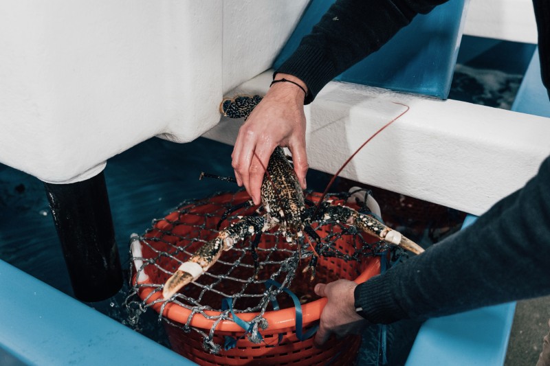 Homards Européens, Bretons