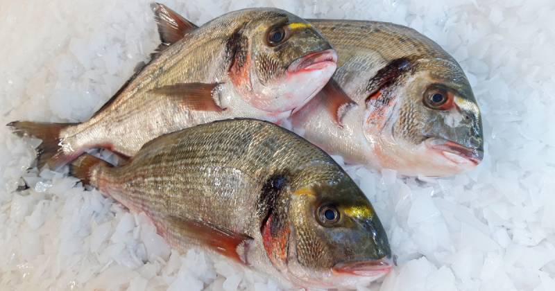 Daurade Royale Sauvage pour GMS, poissonnerie, collectivité, restaurant en Normandie ?