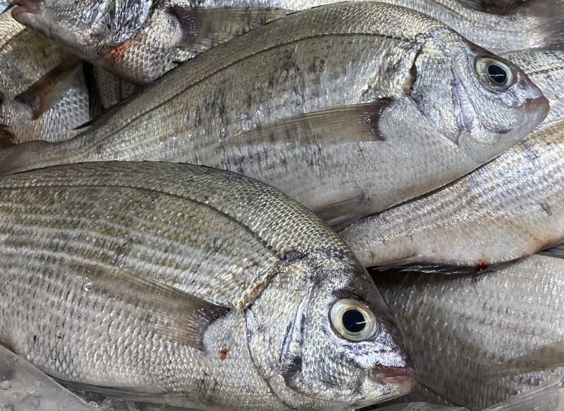 Dorade Grise pour GMS, poissonneries, collectivités et restaurants en Normandie