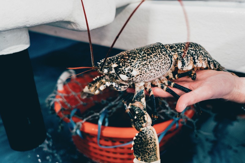 Homards Européens, Bretons