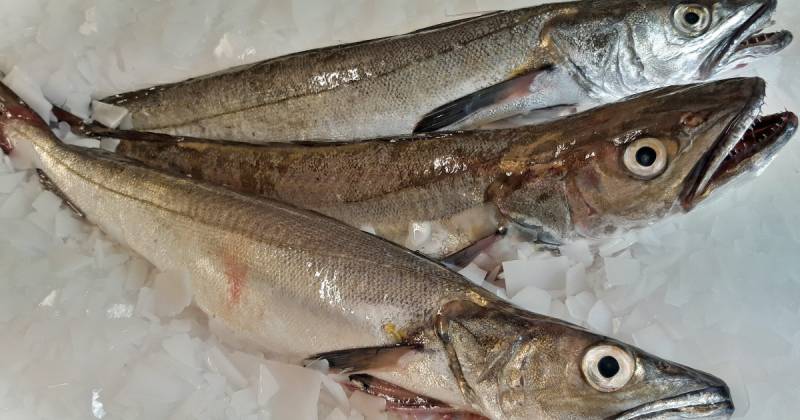 Merlu pour GMS, poissonneries, collectivités et restaurants en Normandie