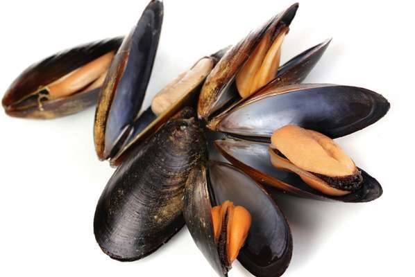 Moules de Hollande pour GMS, poissonneries, restaurants en Normandie ?