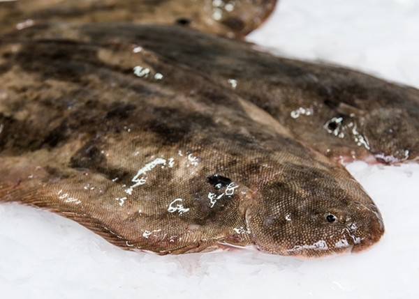 Sole pour GMS, poissonnerie, collectivité, restaurant en Normandie ?