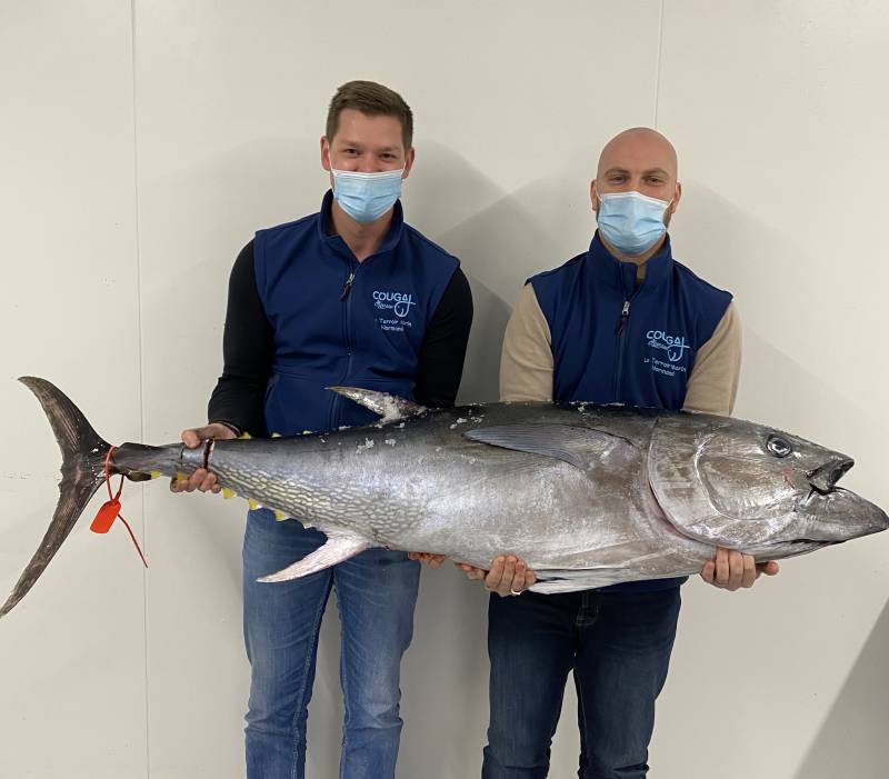 Thon Rouge de Ligne pour GMS, poissonnerie, collectivité, restaurant en Normandie ?