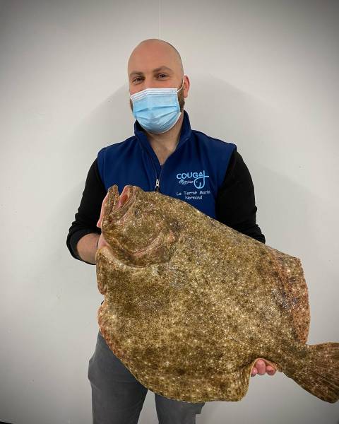 Turbot Sauvage pour GMS, poissonneries, collectivités et restaurants en Normandie