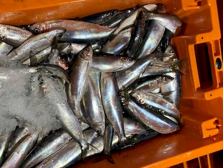 Notre zone d'activité pour ce service Fournisseur de poissons et fruits de mer pour professionnels de la restauration