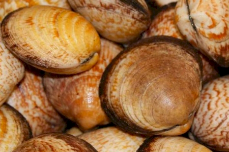 Notre zone d'activité pour ce service Acheter en gros poissons et fruits de mer pour poissonnerie ou épicerie fine