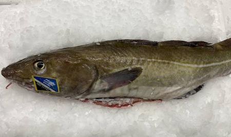 Notre zone d'activité pour ce service Grossiste pour vente de poissons frais