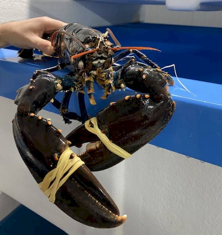 Notre zone d'activité pour ce service Grossiste en coquillages et crustacés