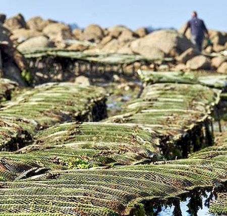 Notre zone d'activité pour ce service Achat d'huîtres et de moules en gros